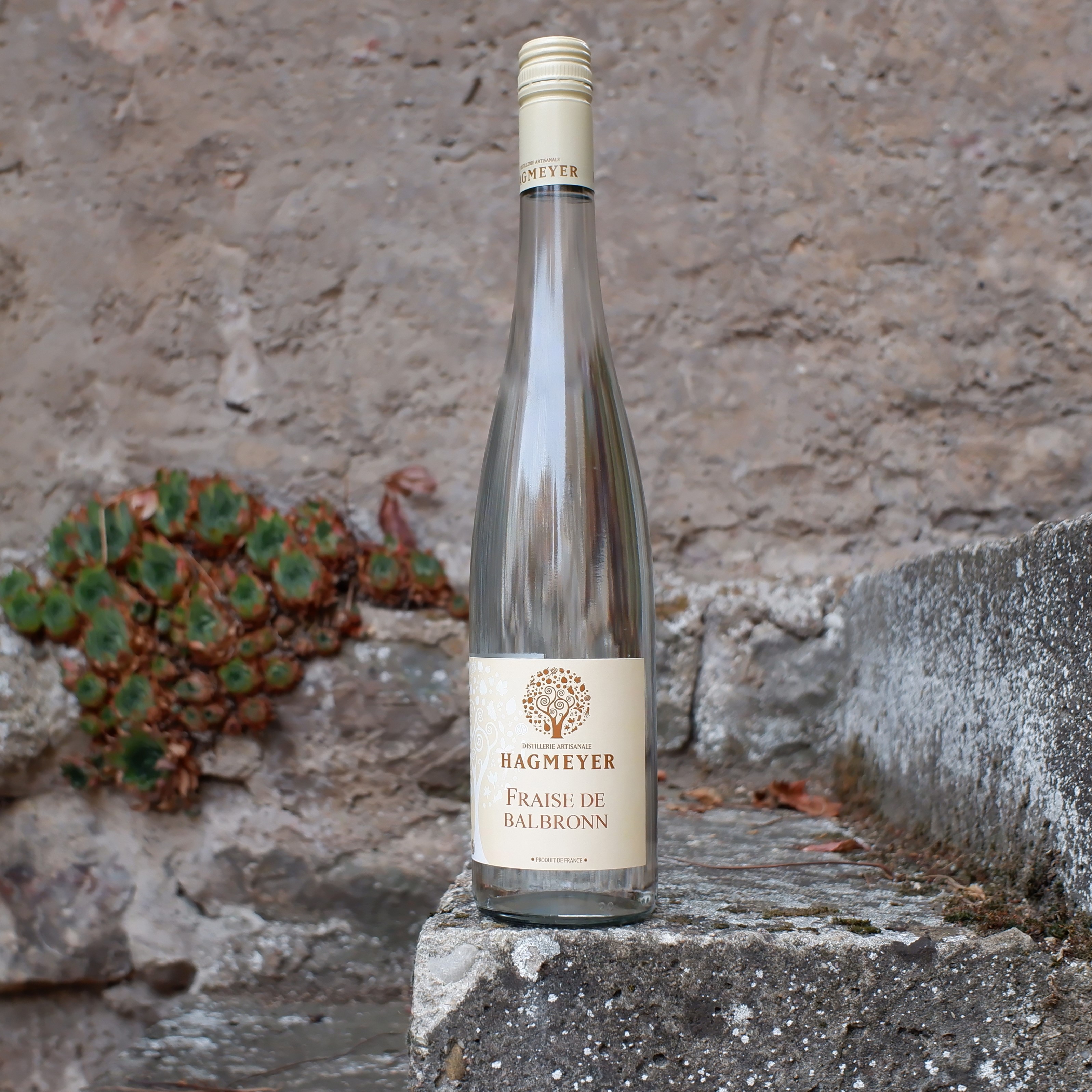 Fraise de Balbronn