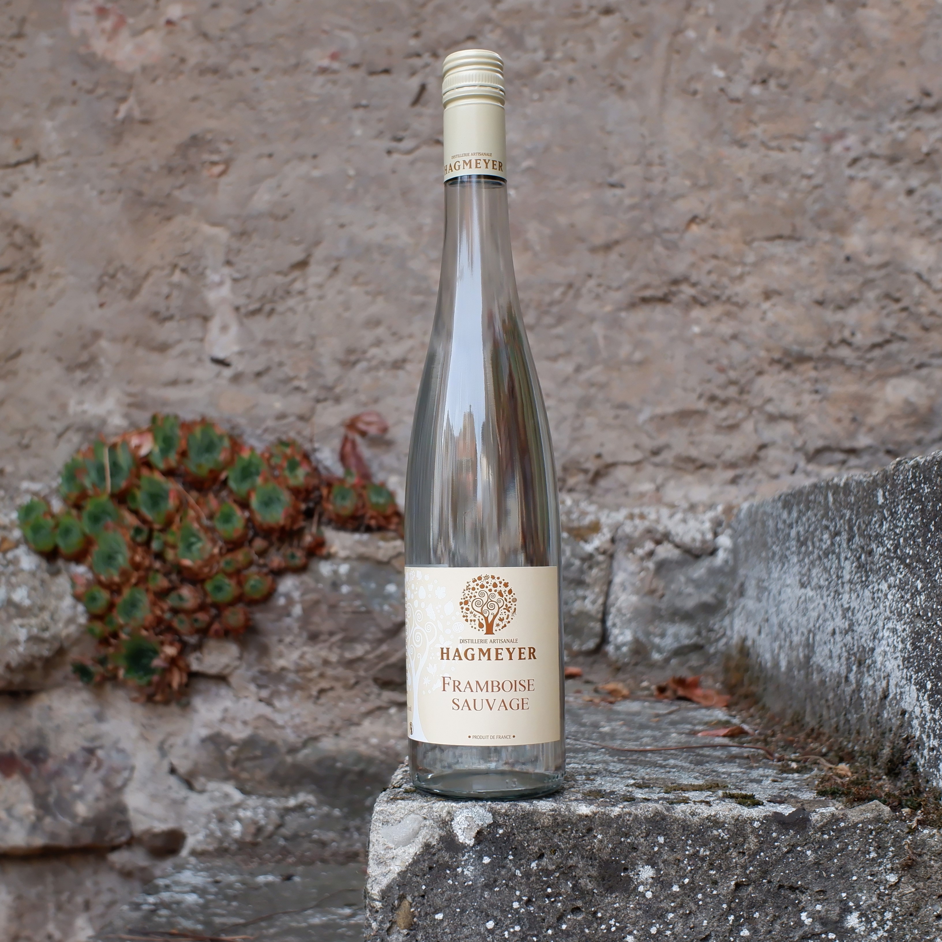 Framboise Sauvage