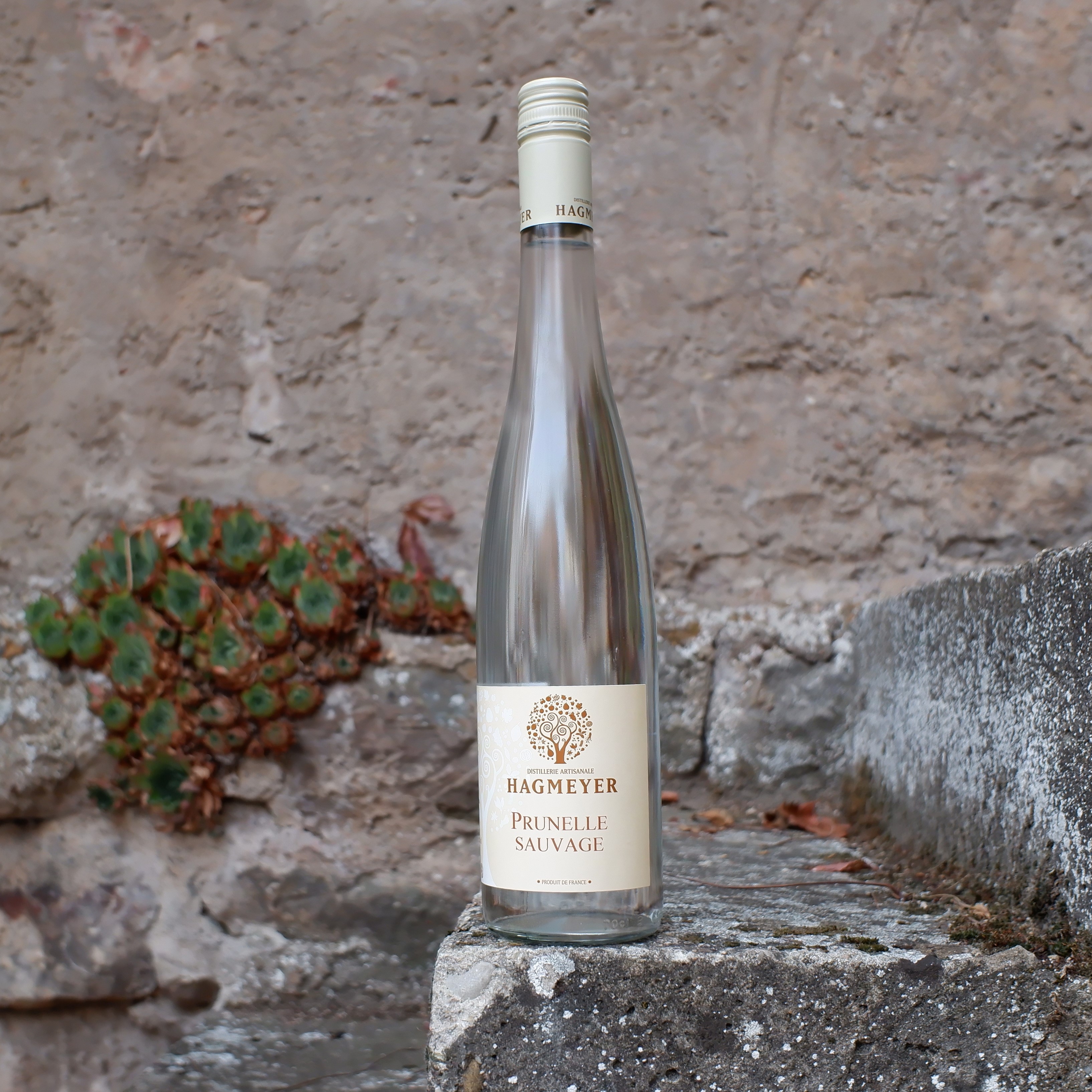 Prunelle Sauvage