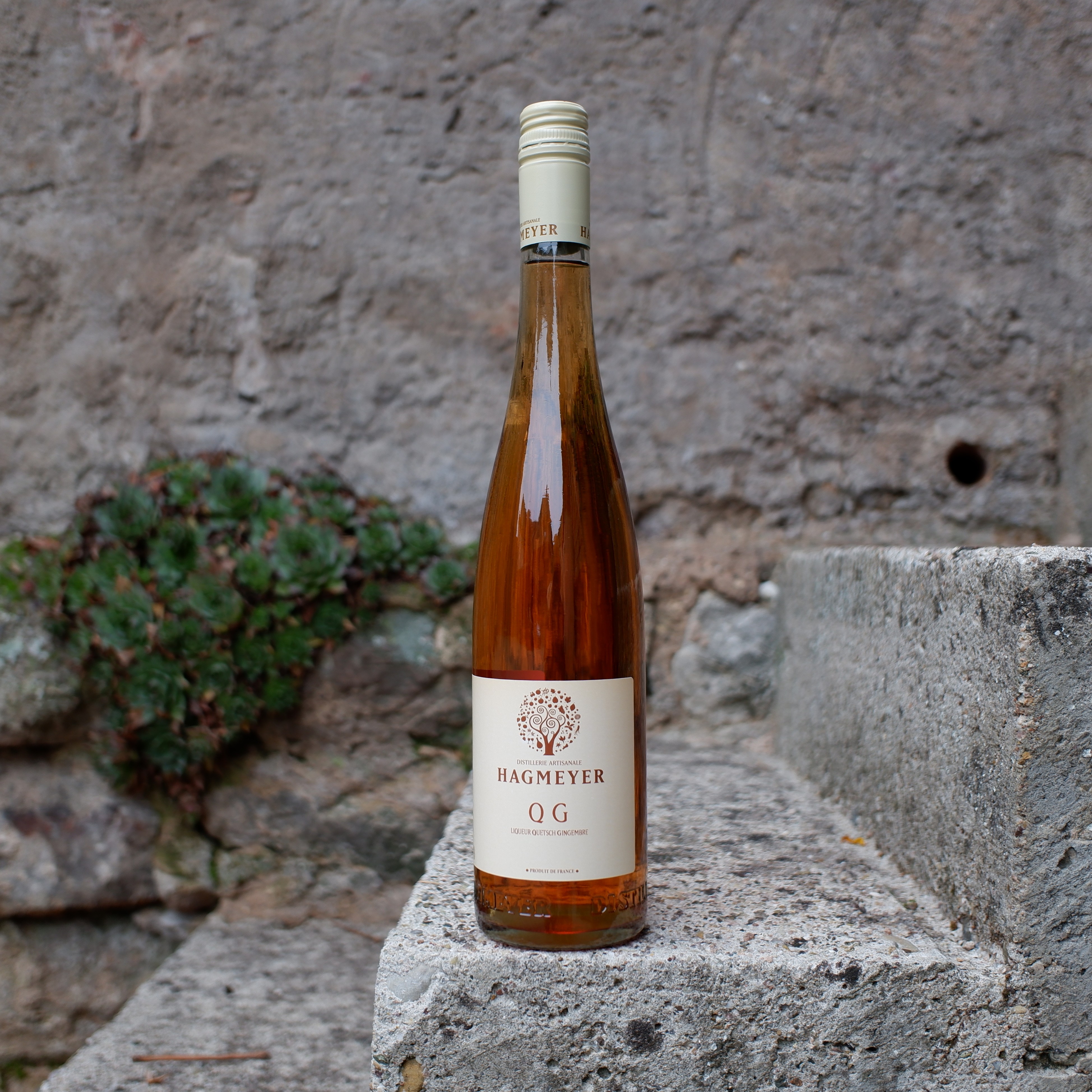 QG - liqueur Quetsch Gingembre