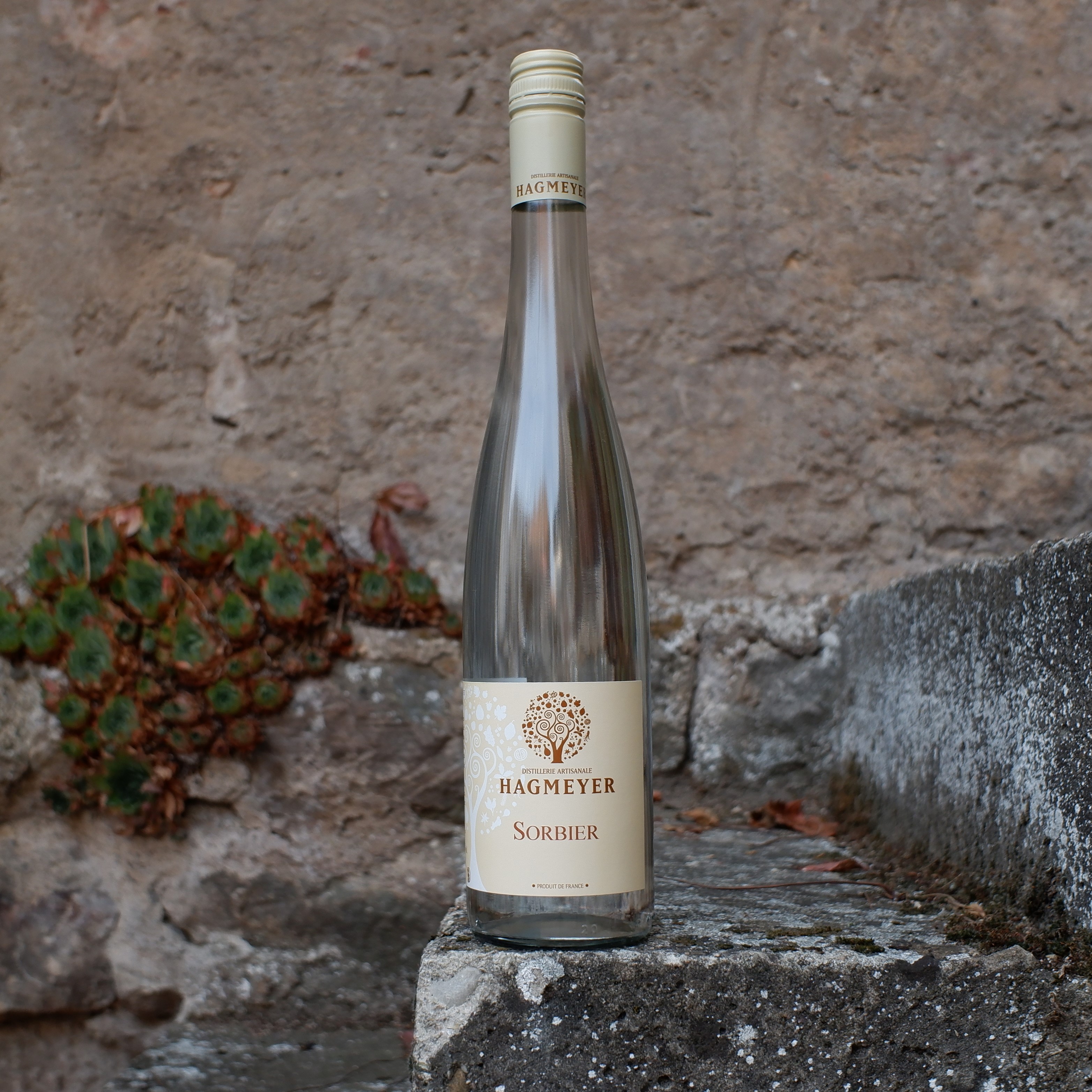 Sorbier