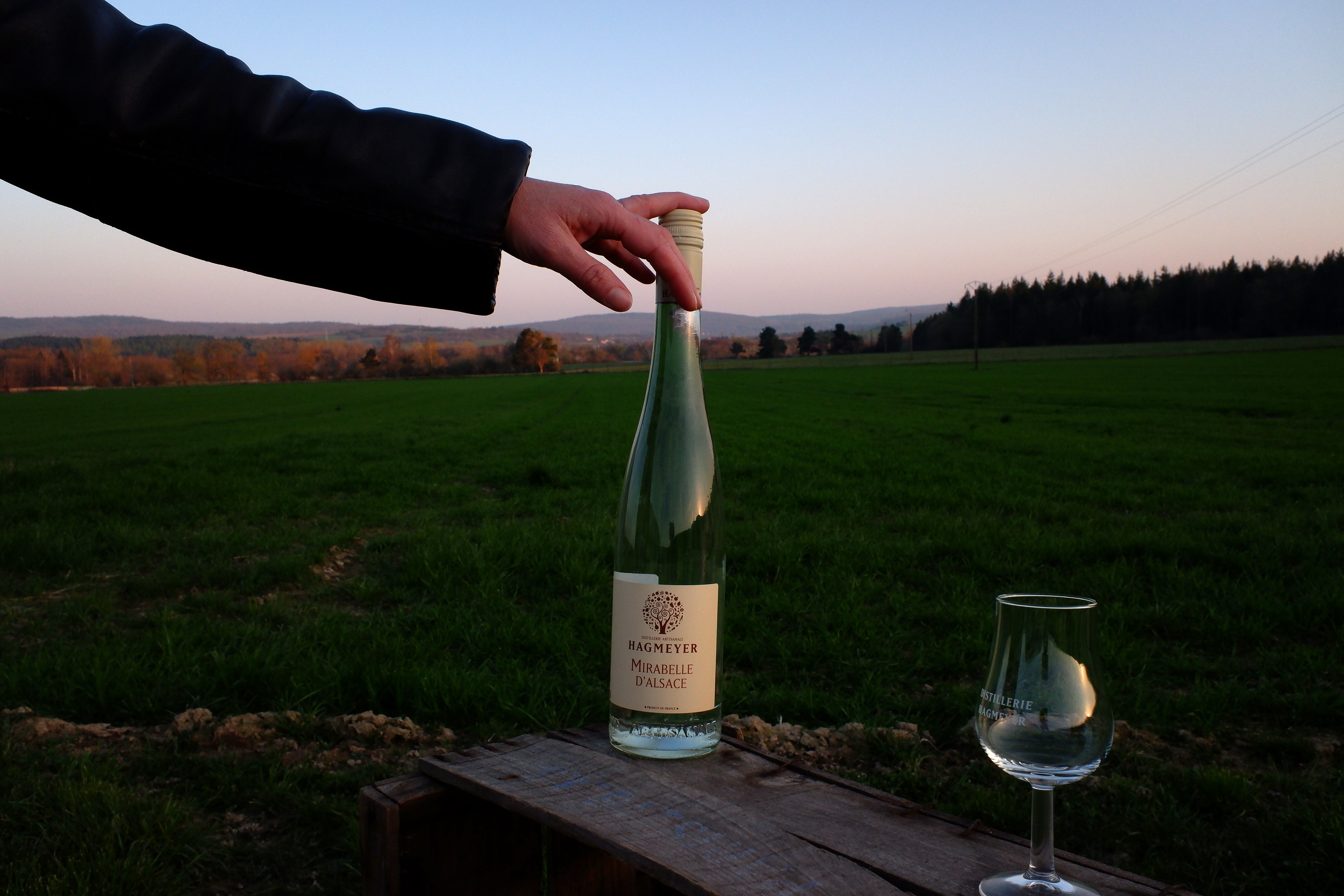Mirabelle d&rsquo;Alsace : intemporelle